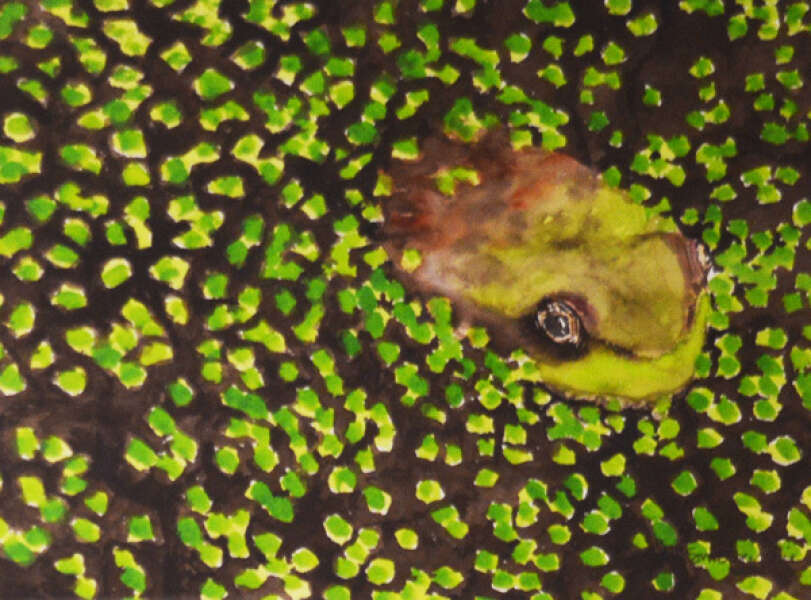 Frog in Duckweed Pond
