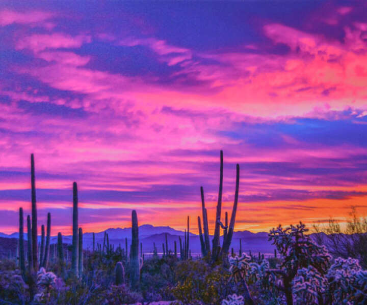 Colours of the Sonoran Desert