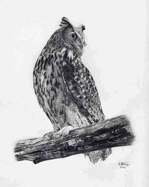 Eurasian Eagle Owl