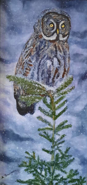 Great Gray Owl - Winter