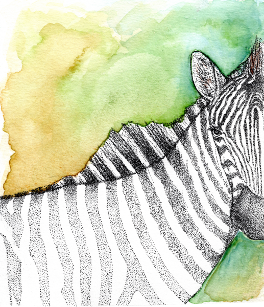 Zebra