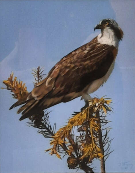 Osprey in Treetop