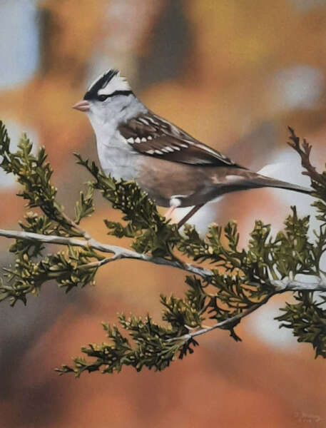 White-Crowned Sparrow in Autumn