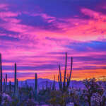 Colours of the Sonoran Desert