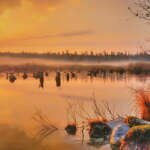 Golden Sunrise Golden Sunrise